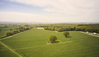 Ariel view of Gusbourne vineyards