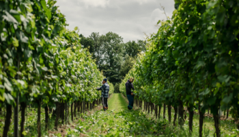 Gusbourne Vineyard